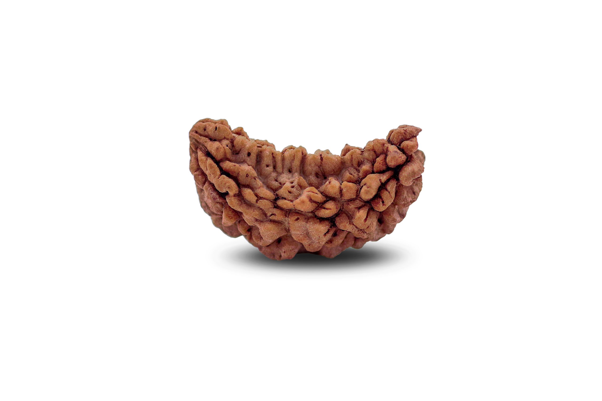https://staging.shivaloka.co/wp-content/uploads/2025/04/1-Mukhi-bead-scaled.jpg