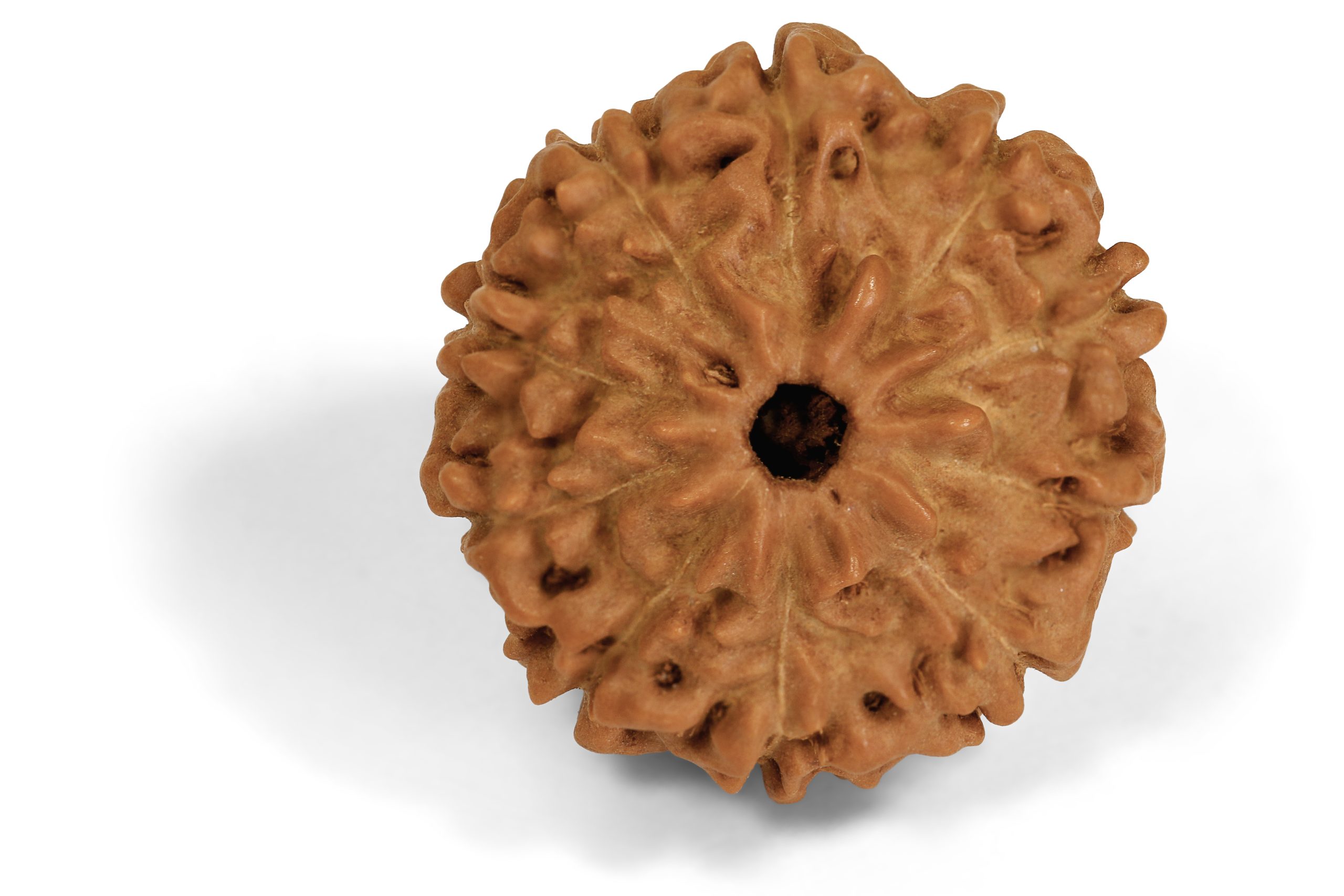 https://staging.shivaloka.co/wp-content/uploads/2025/04/10-Mukhi-bead-scaled.jpg