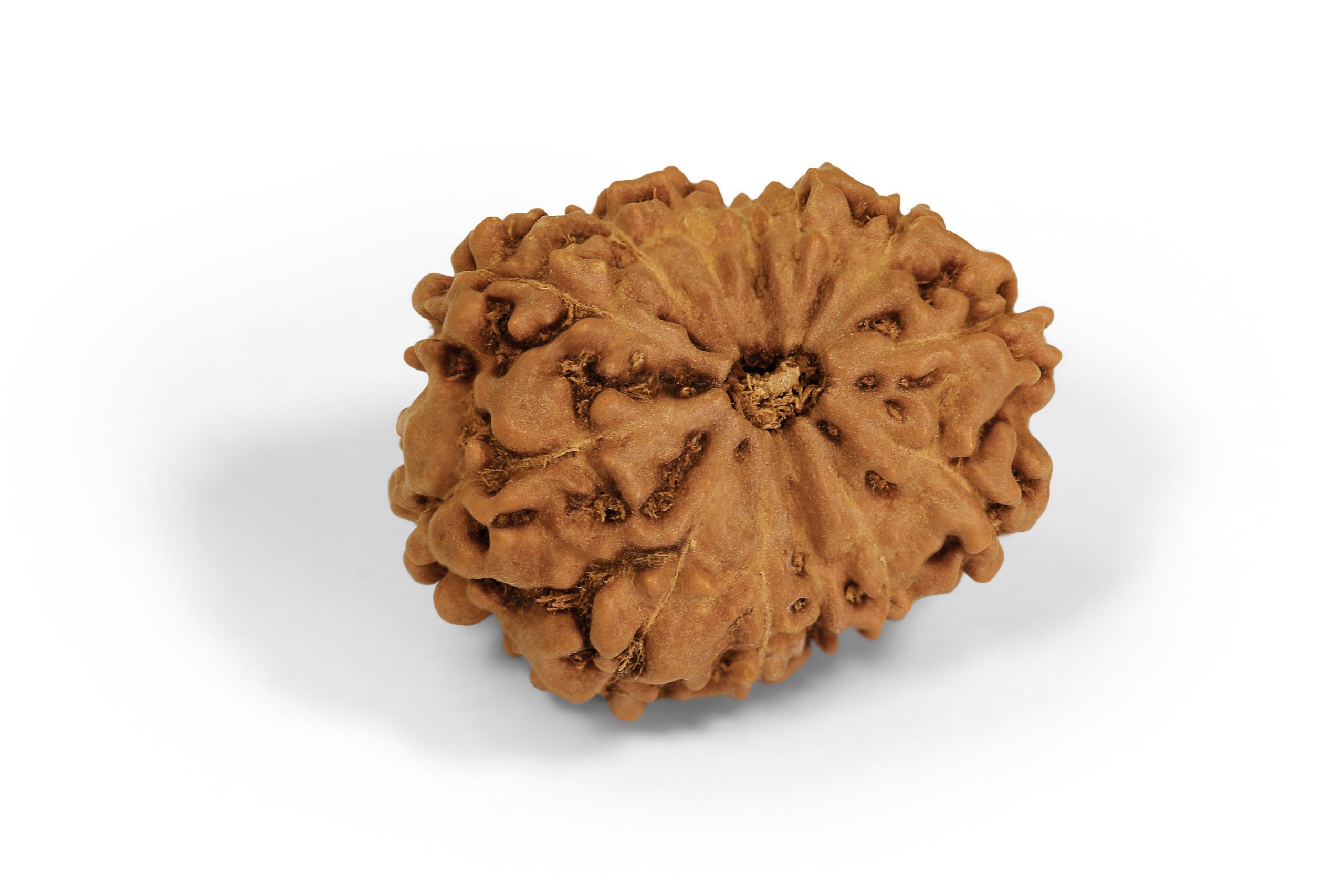 https://staging.shivaloka.co/wp-content/uploads/2025/04/11-Mukhi-bead-scaled.jpg
