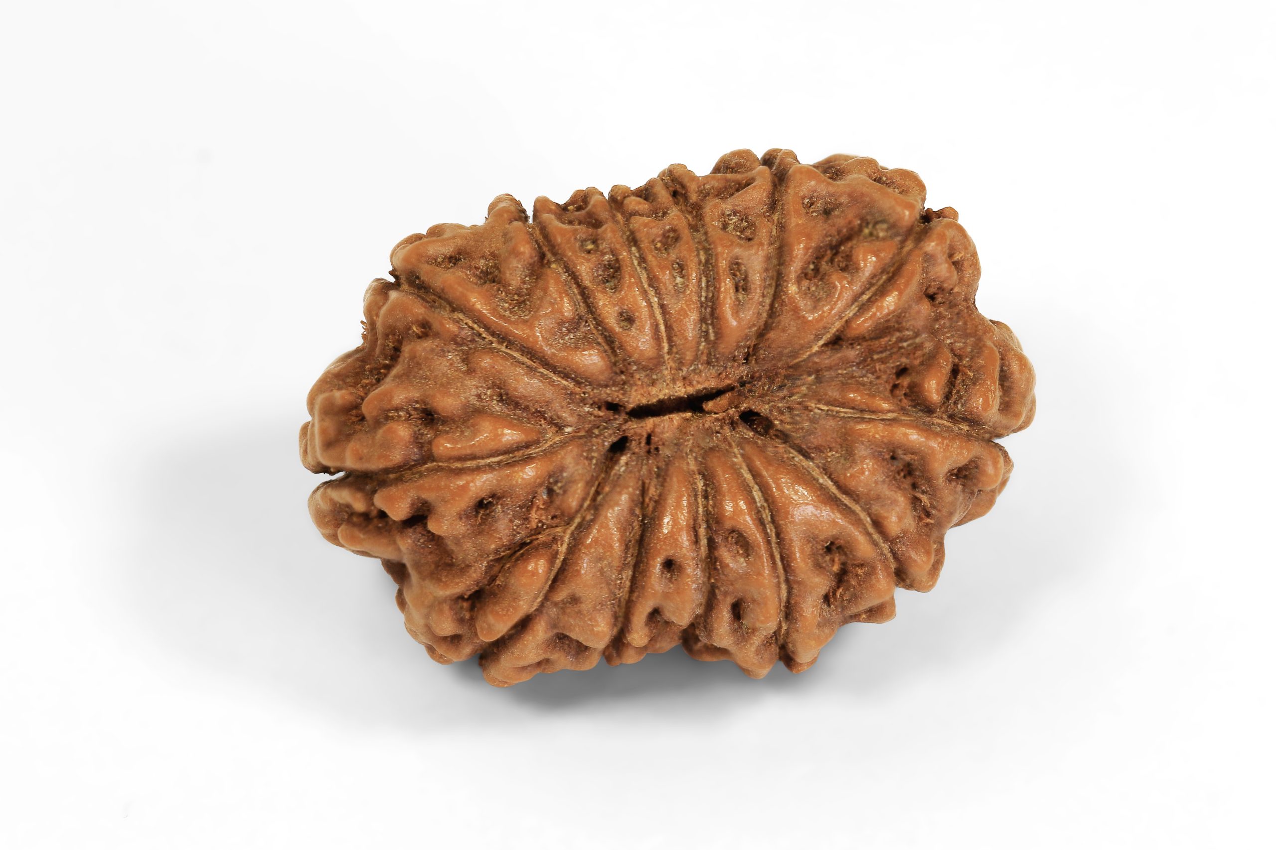 https://staging.shivaloka.co/wp-content/uploads/2025/04/14-Mukhi-bead-scaled.jpg