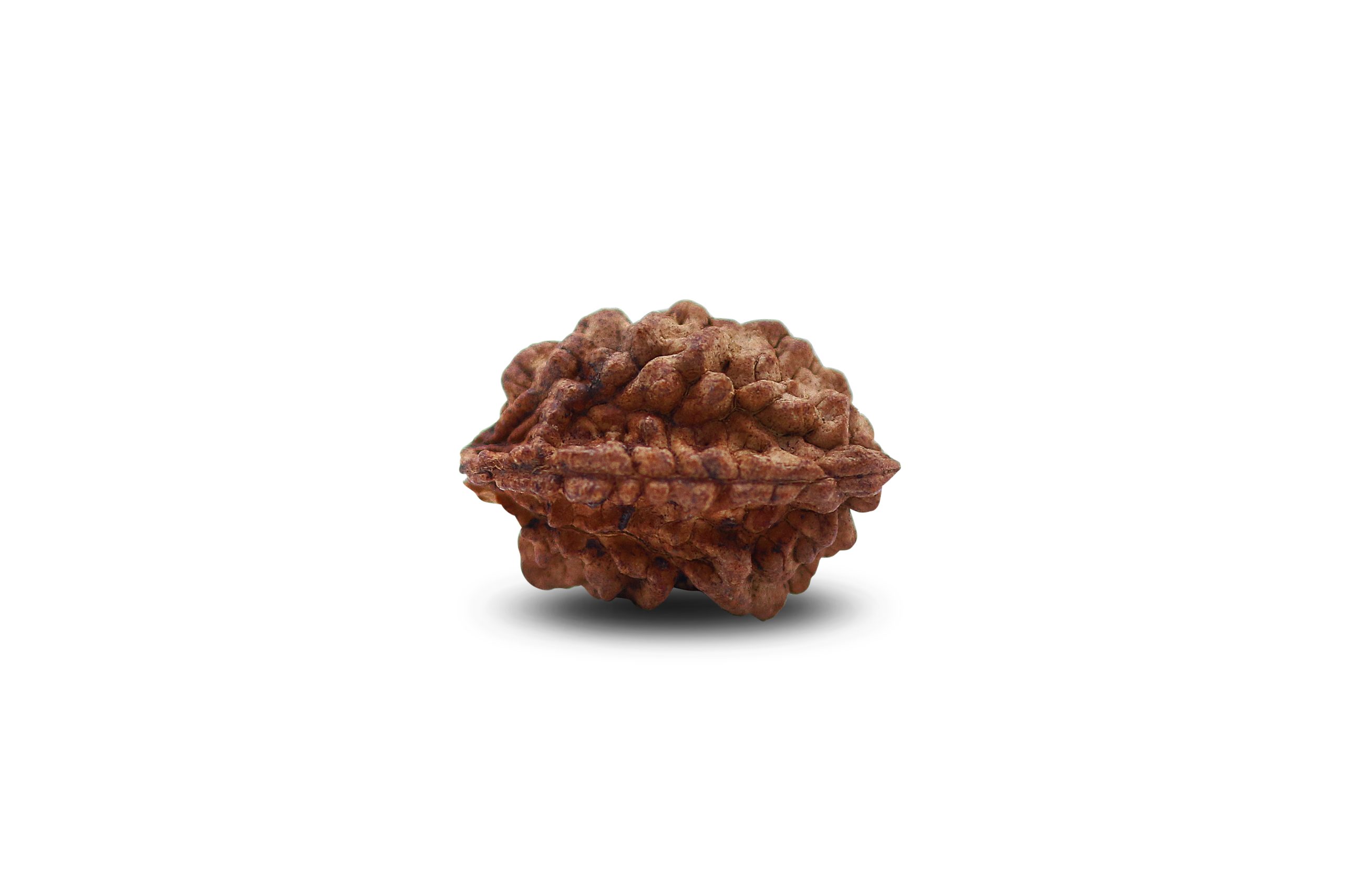 https://staging.shivaloka.co/wp-content/uploads/2025/04/2-Mukhi-bead-scaled.jpg