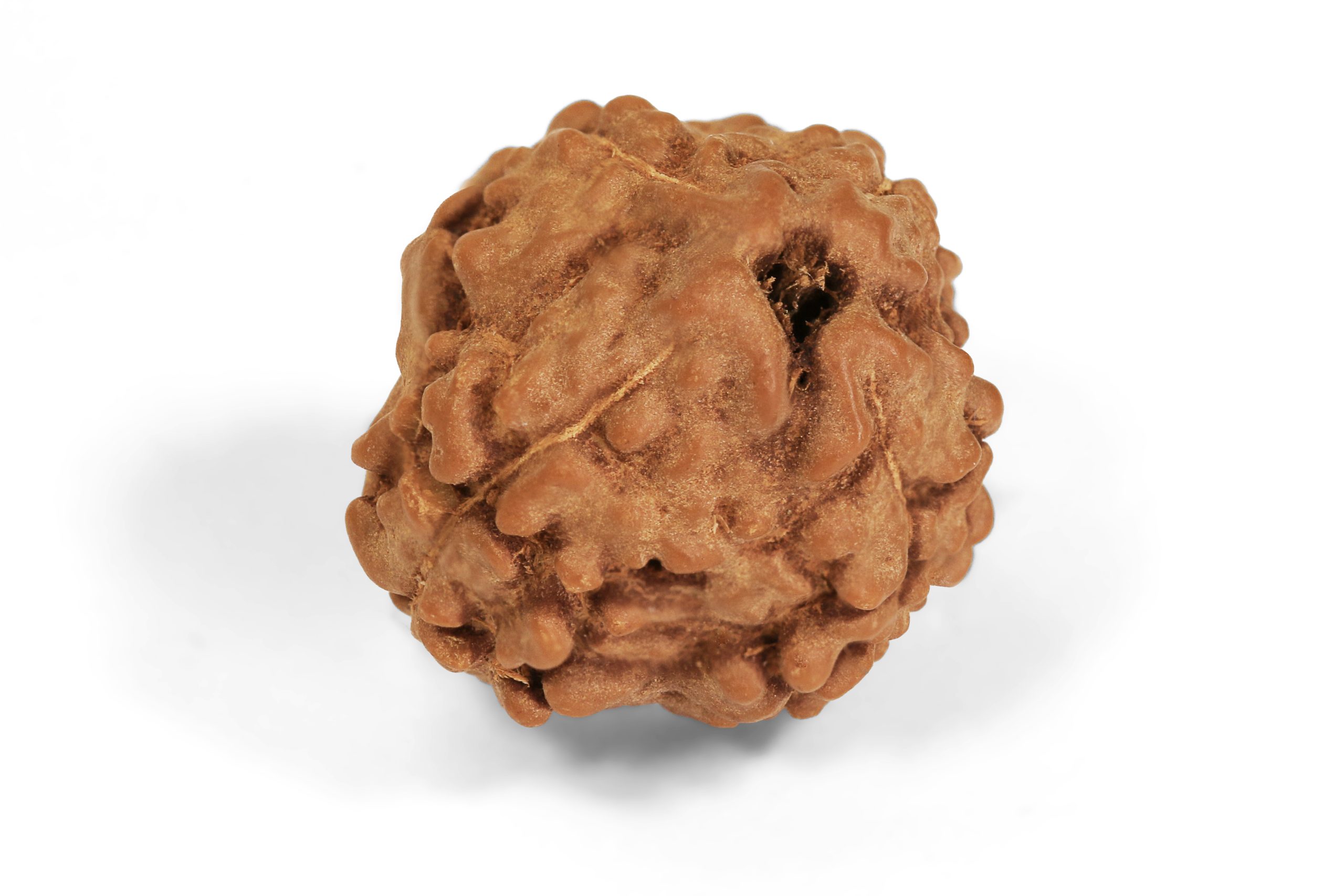 https://staging.shivaloka.co/wp-content/uploads/2025/04/4-Mukhi-bead-scaled.jpg
