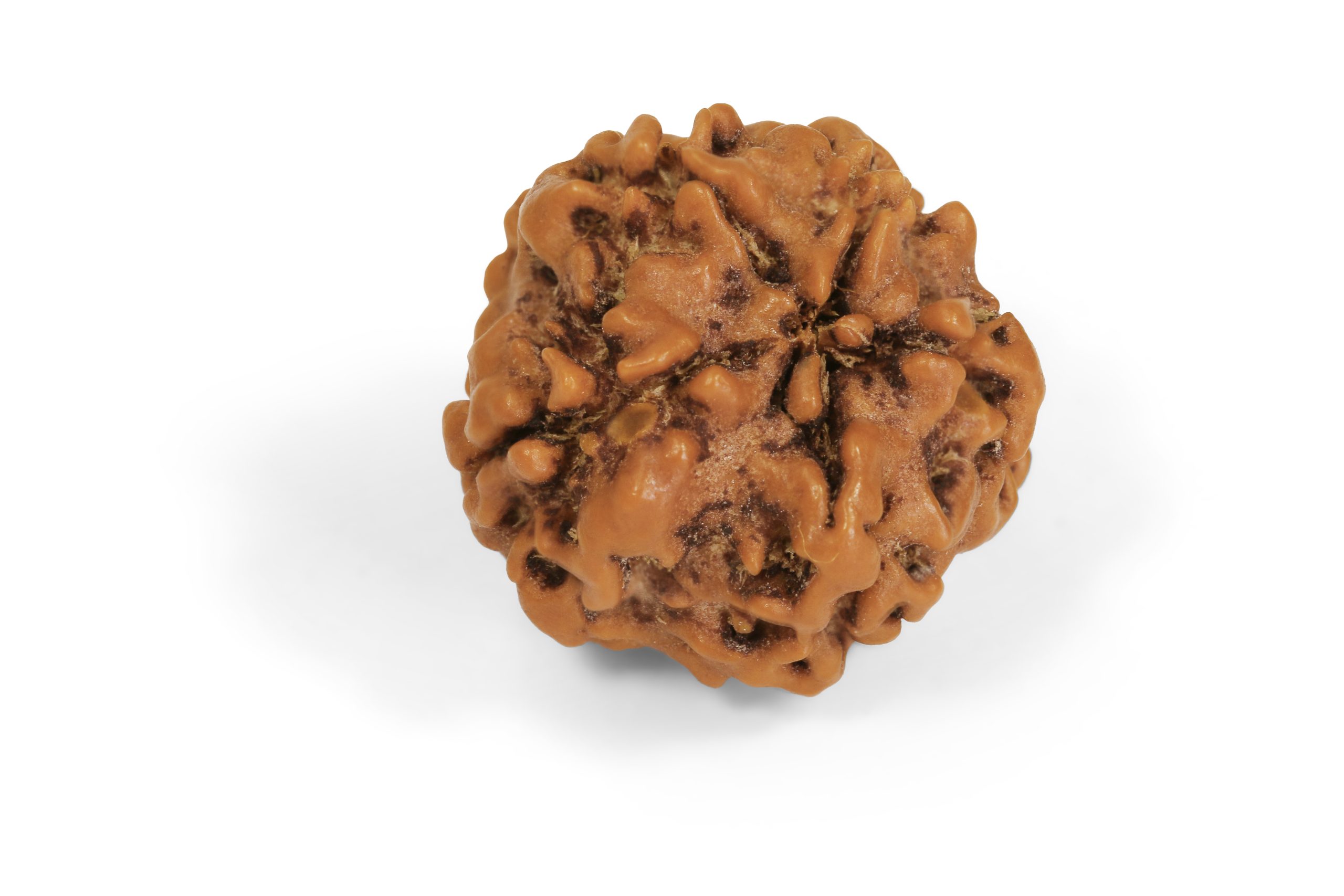 https://staging.shivaloka.co/wp-content/uploads/2025/04/5-Mukhi-bead-scaled.jpg