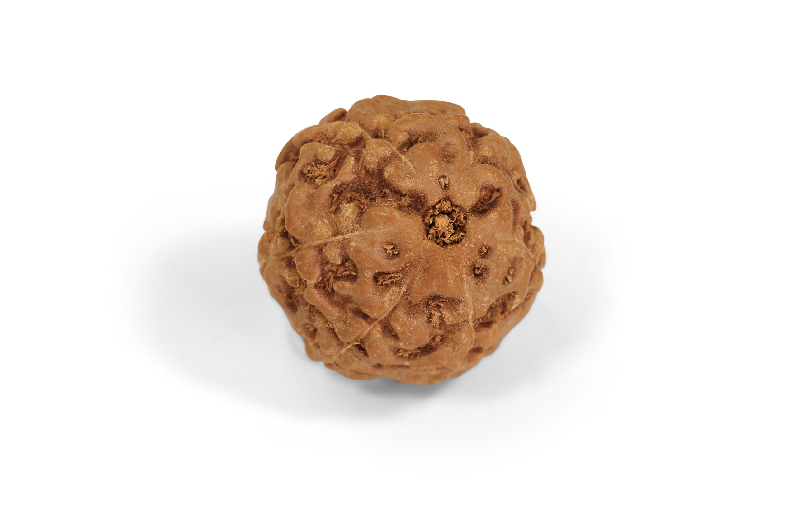 https://staging.shivaloka.co/wp-content/uploads/2025/04/6-Mukhi-bead-scaled.jpg