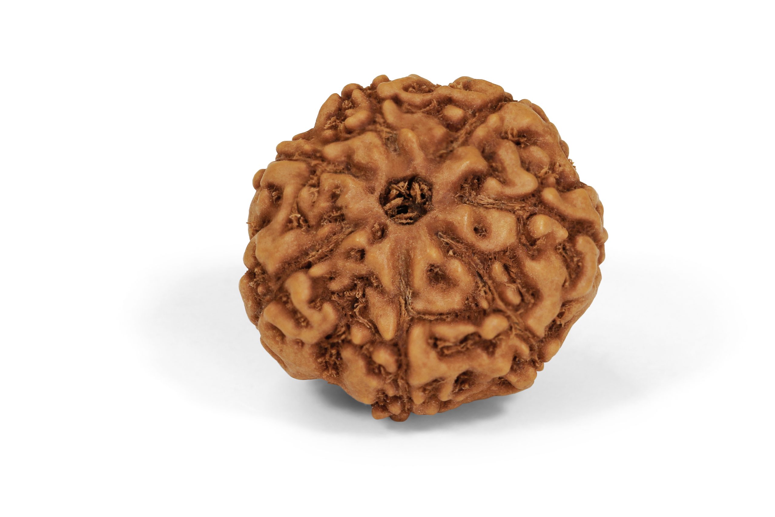 https://staging.shivaloka.co/wp-content/uploads/2025/04/7-Mukhi-bead-scaled.jpg