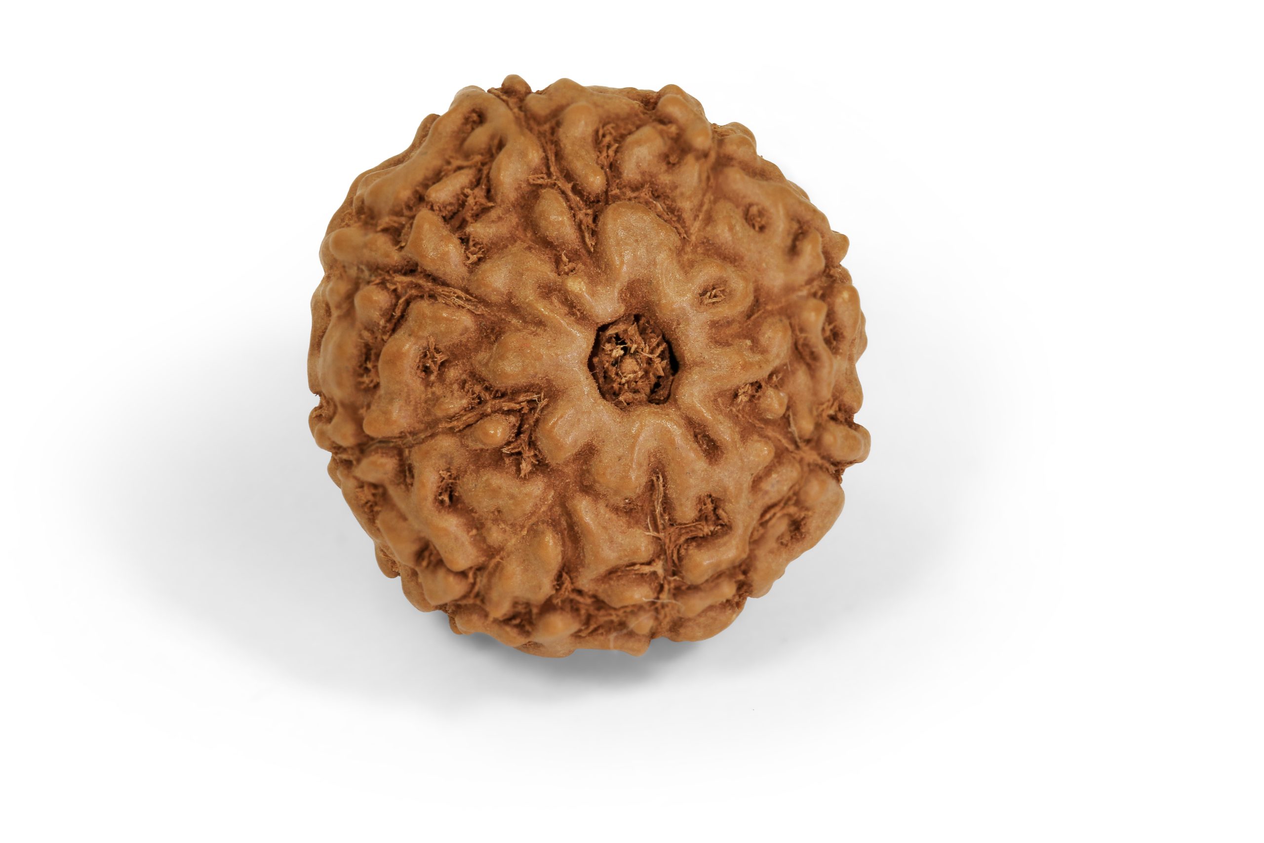 https://staging.shivaloka.co/wp-content/uploads/2025/04/8-Mukhi-bead-scaled.jpg