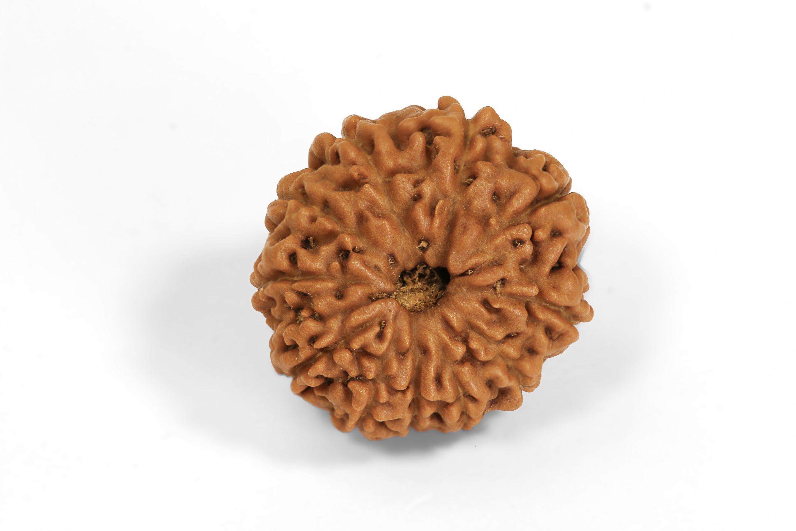 https://staging.shivaloka.co/wp-content/uploads/2025/04/9-Mukhi-bead-scaled.jpg