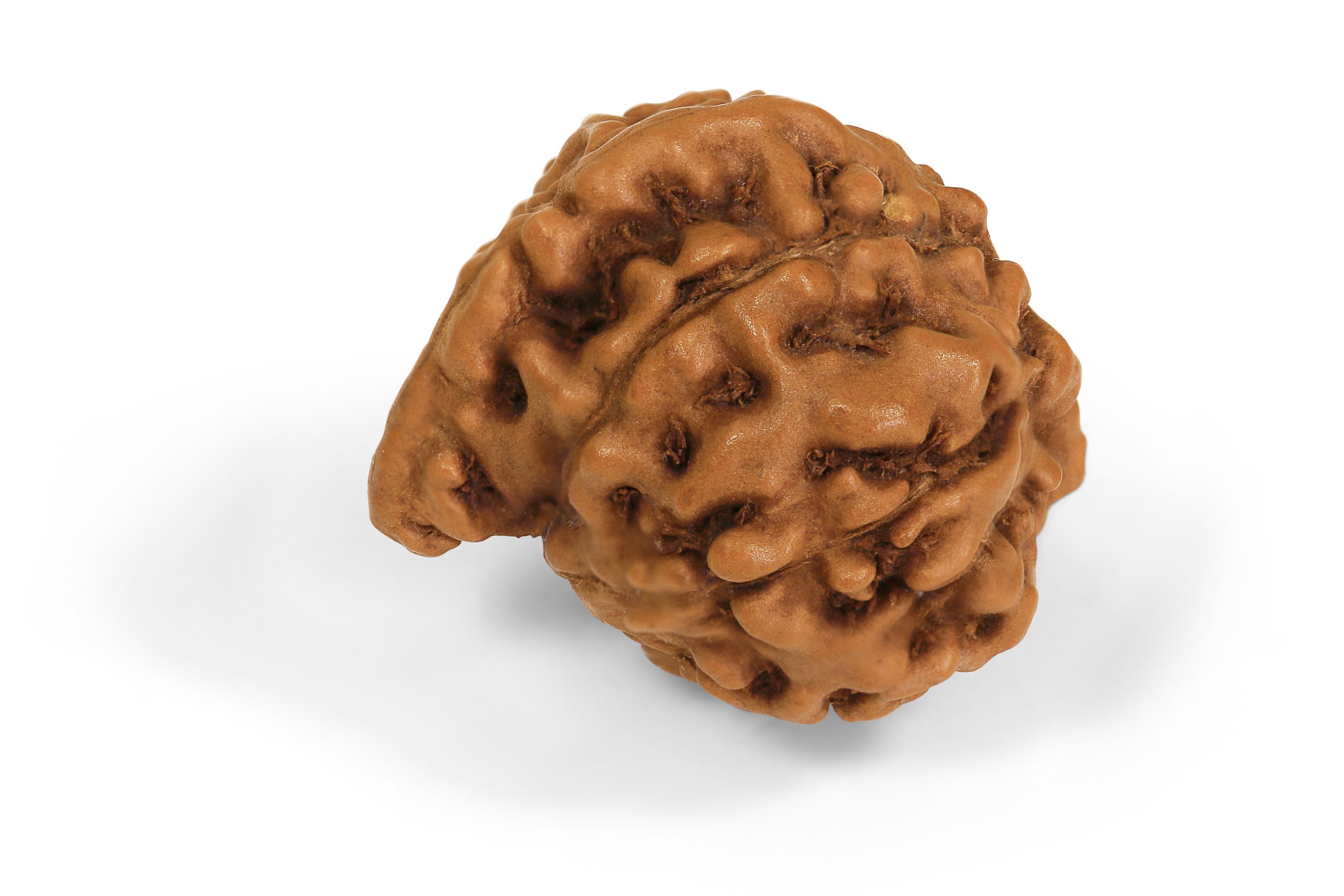 https://staging.shivaloka.co/wp-content/uploads/2025/04/Ganesh-Mukhi-bead-scaled.jpg
