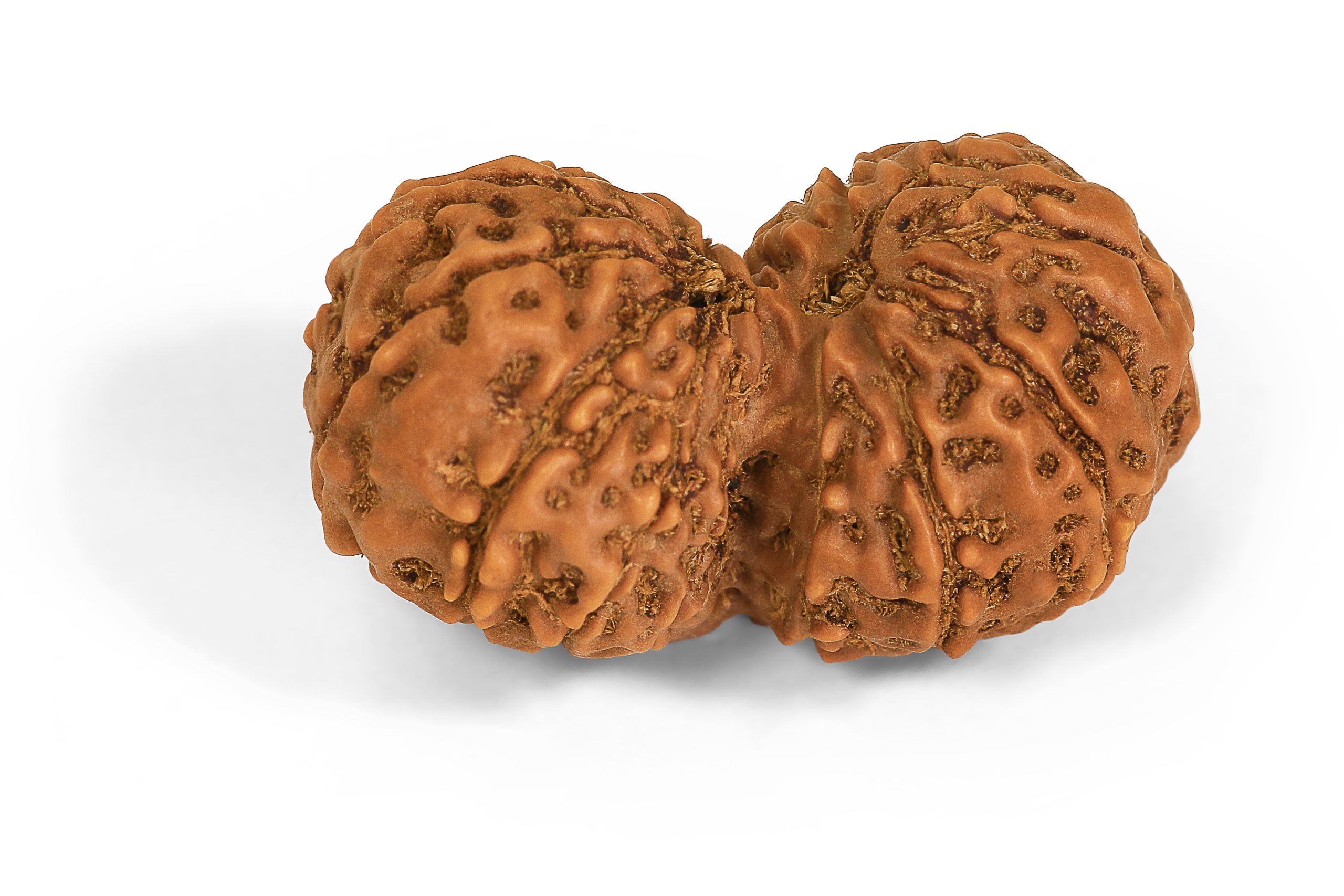 https://staging.shivaloka.co/wp-content/uploads/2025/04/Gauri-Mukhi-bead-scaled.jpg
